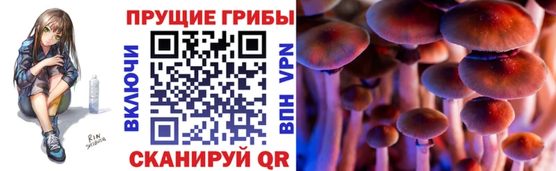 купить наркоту  Навашино  Галлюциногенные грибы прущие грибы 